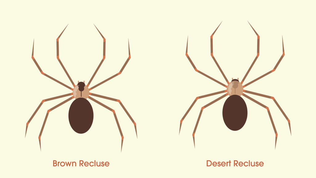 desert recluse vs brown recluse