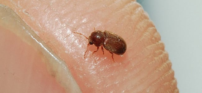 drusgstore beetle on human finger