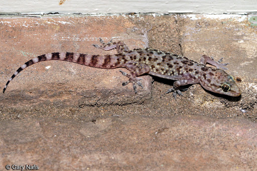 mediterranean house gecko