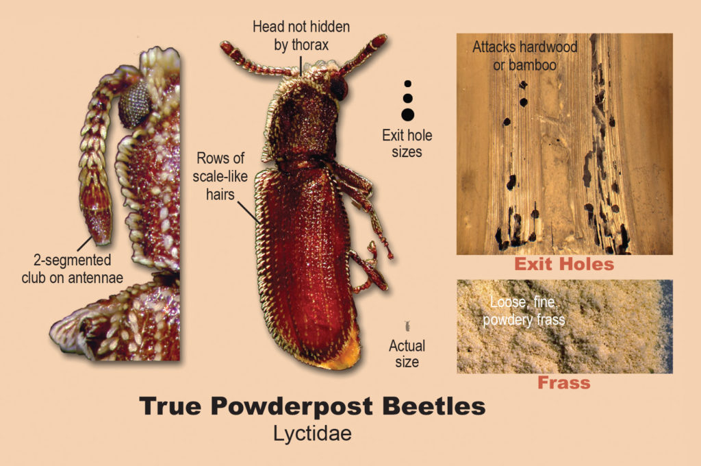 powder post beetles