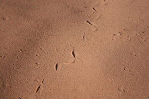 The Ultimate Guide To Getting Rid of Snakes - Pest Control Gurus