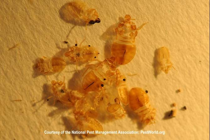 bed-bug-skins