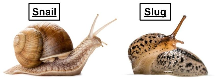 snail vs slug