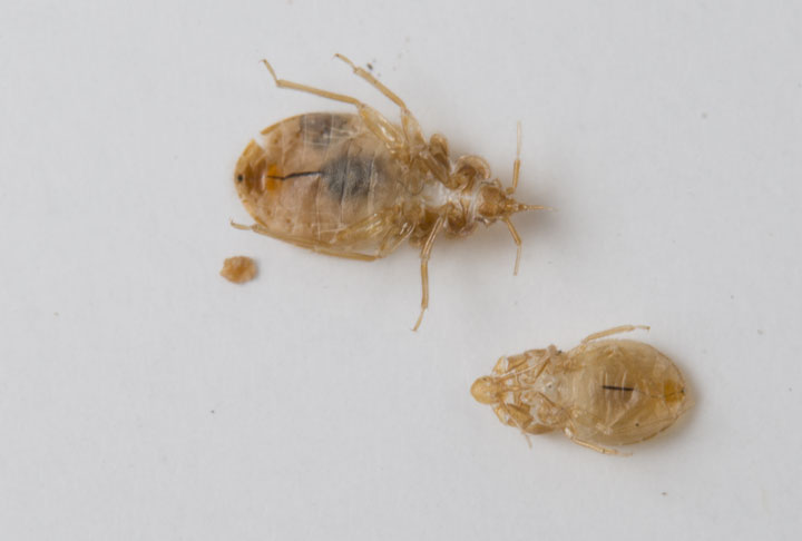 two bedbug skin and casings