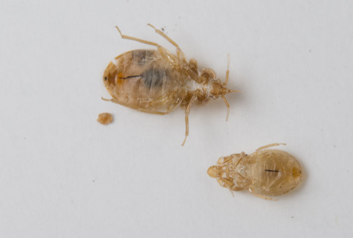 two bedbug skin and casings