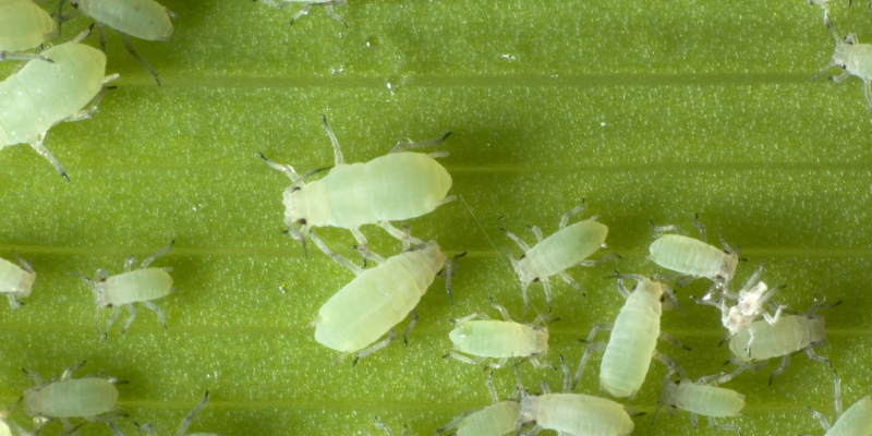 Aphids on a leaf