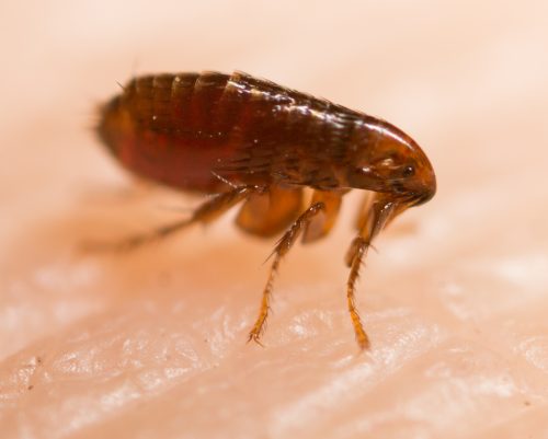 Flea on human skin.
