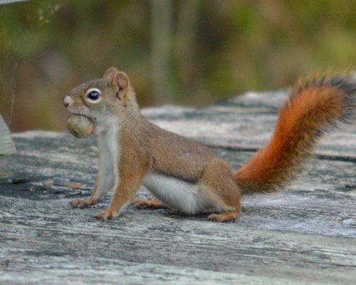 American_Red_Squirrel_(Tamiasciurus_hudsonicus)_-_Gatineau_Park,_Quebec