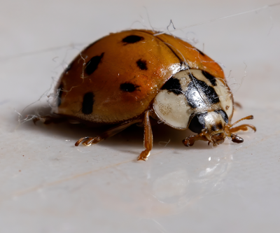 Asian Lady beetle