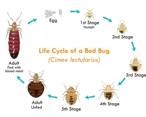 Bed Bug Life Cycle