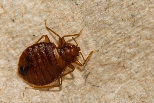 close up of a Common Bed Bug (Cimex lectularius)