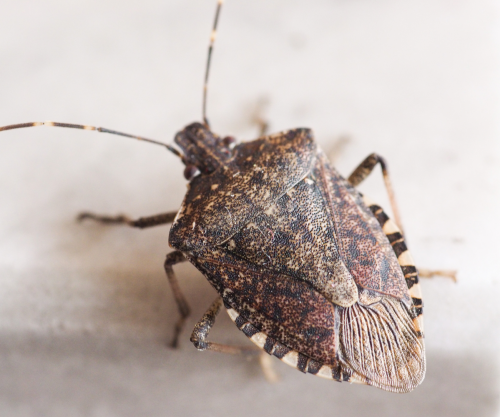 Brown Marmorated Stink Bug