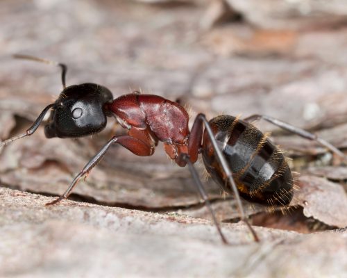 Carpenter ant, Camponotus herculeanus, Extreme close up
