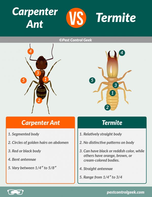 Carpenter Ants VS Termites