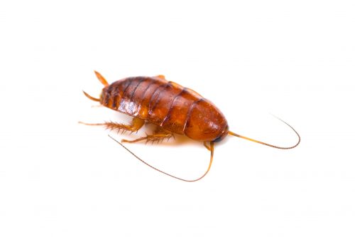 baby american cockroach