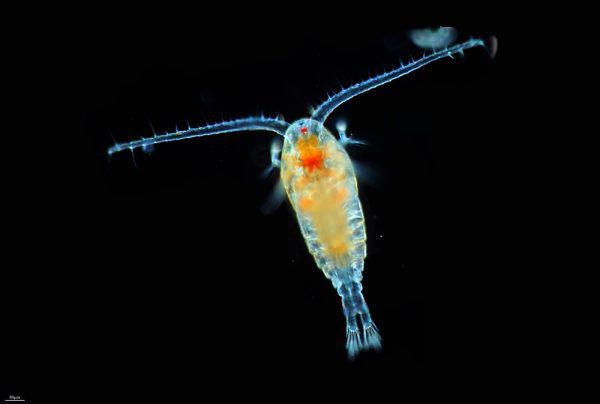 Copepods​
