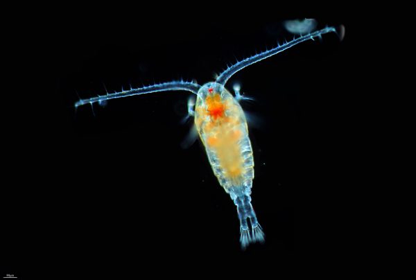 Copepods​