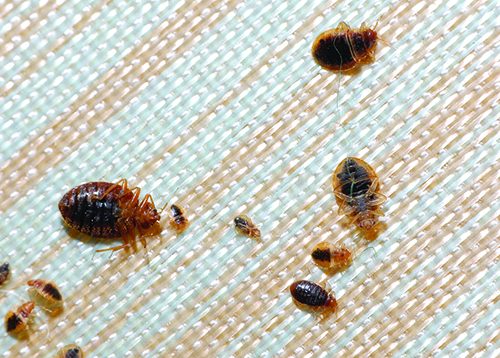 dead bed bugs