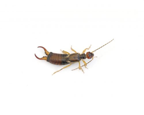 Brown earwig on white background