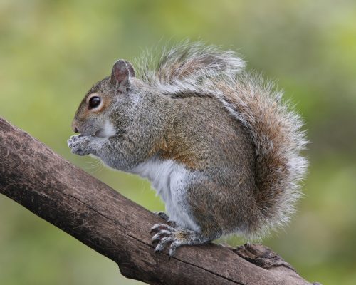 Eastern_Grey_Squirrel