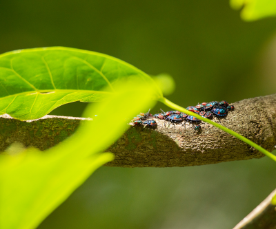 Harlequin Cabbage Bug