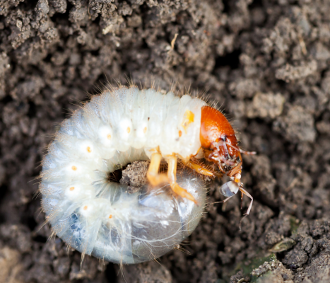 Japanese beetle grub