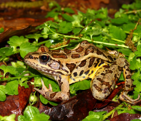 Pickerel Frogs​