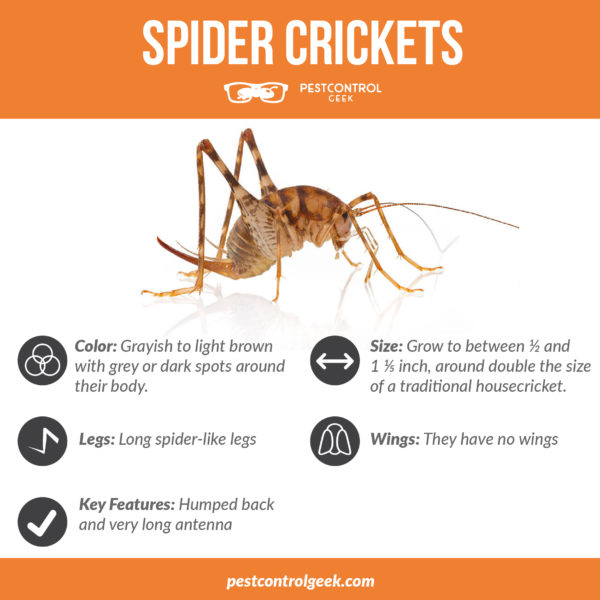 Spider Crickets