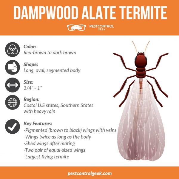 dampwood flying termite inforgraphic