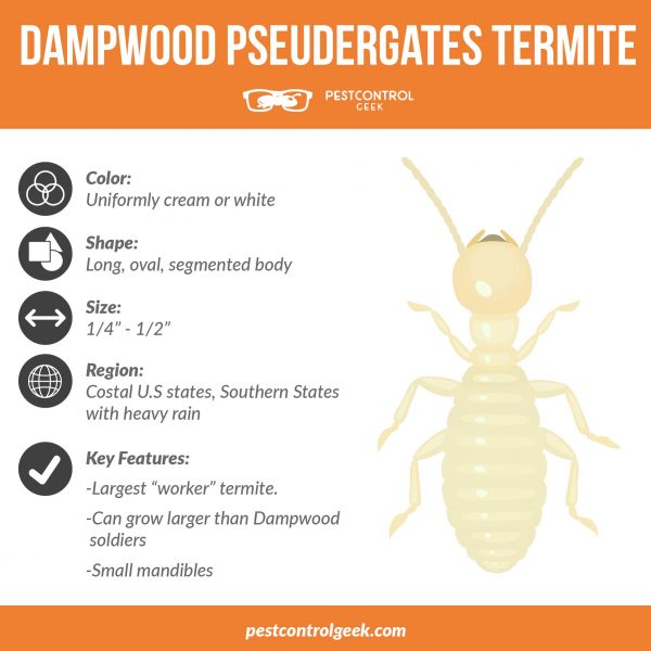 dampwood pseudergates infographic