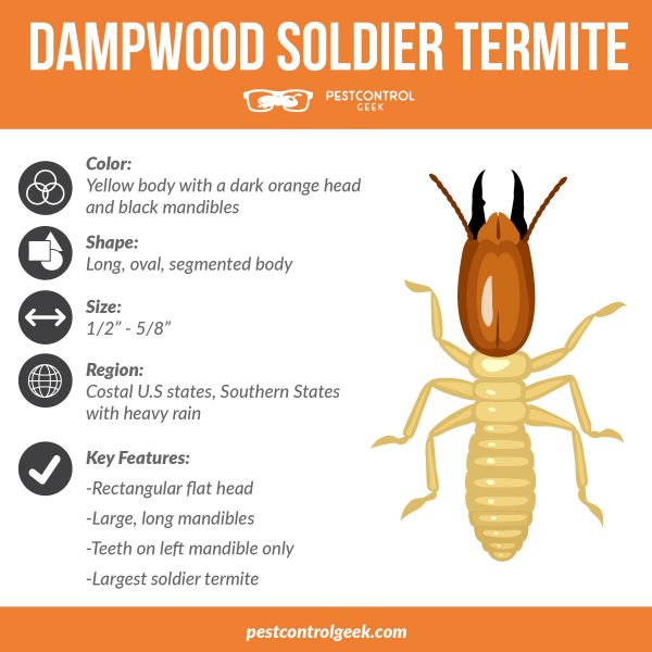 dampwood soldier termite infographic