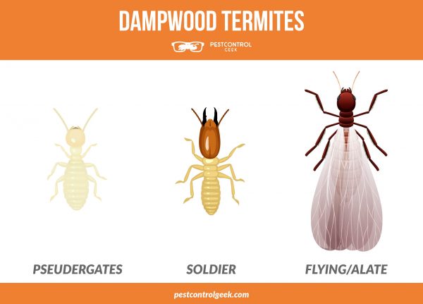dampwood termites caste system infographic
