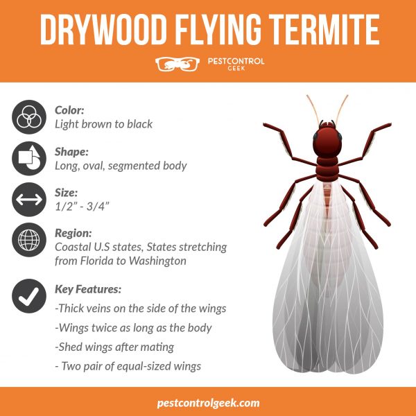 drywood flying termites infographic