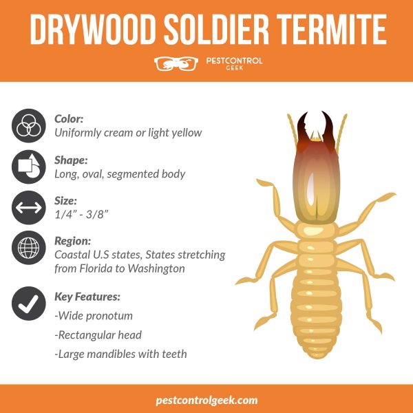 drywood soldier termite infographic