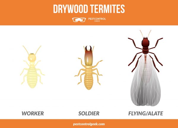drywood termites caste system infographic
