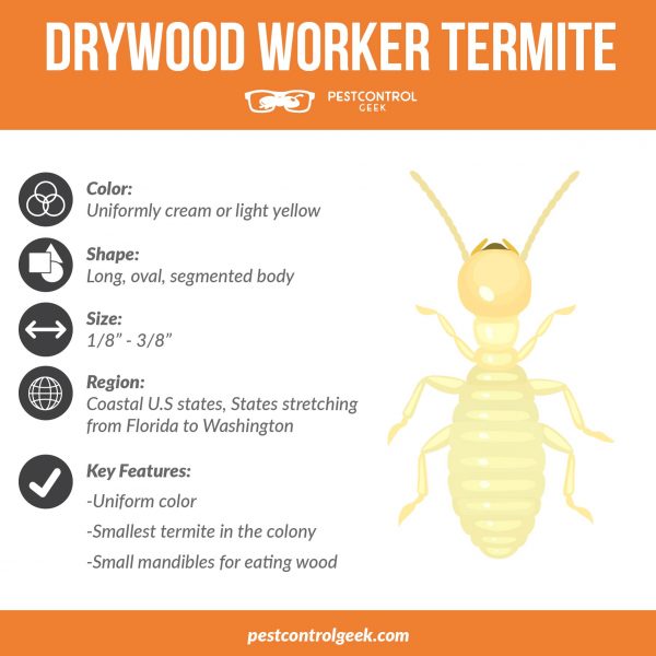 drywood worker termites infographic