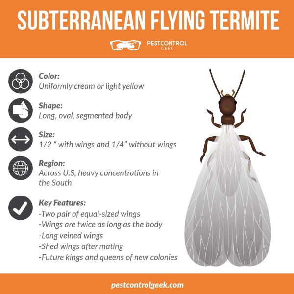 subterranean flying termite inforgraphic