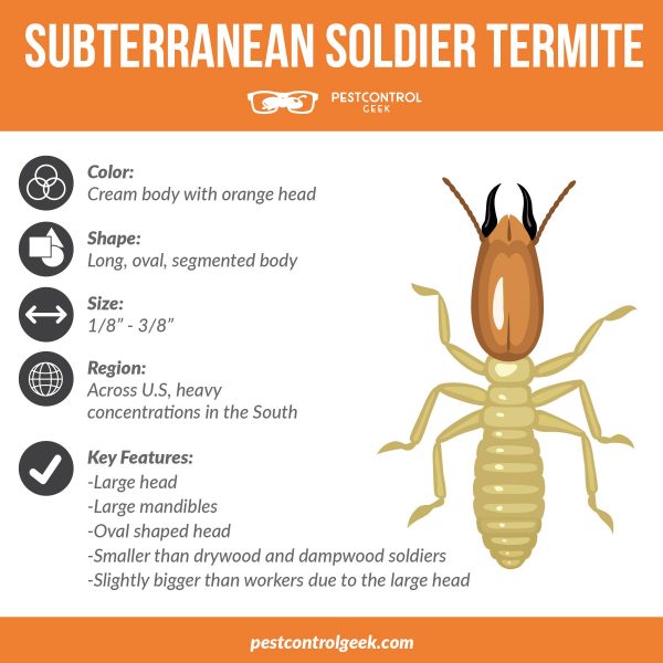 subterranean soldier termite infographic