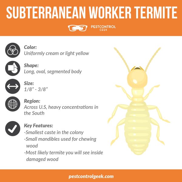 subterranean worker termite infographic