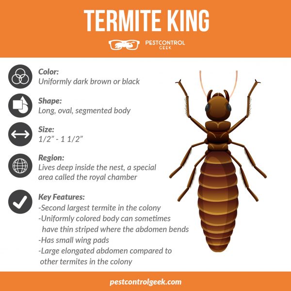 termite king