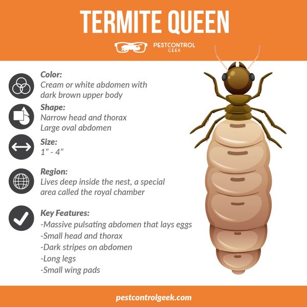 termite queen infographic