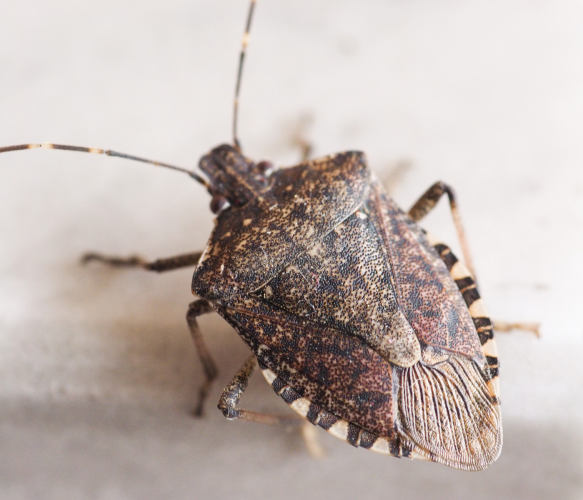 stink bug on white surface