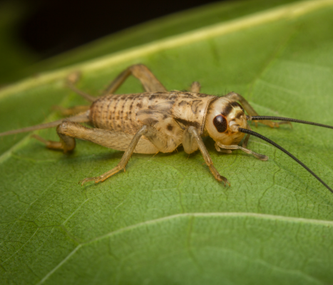 house cricket on leaf