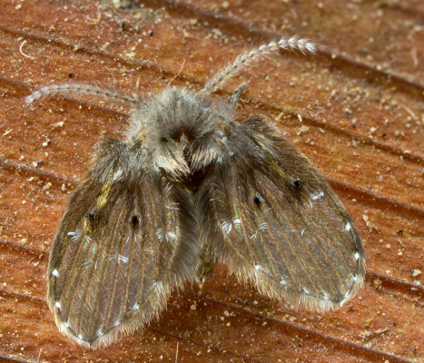 drain fly close up