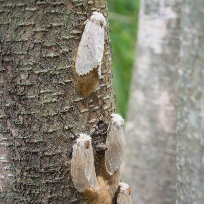 adult gypsy moth on tree with egg mass