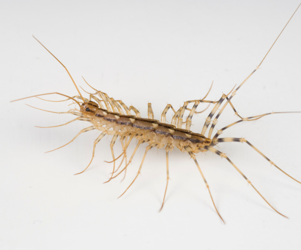 adult house centipede