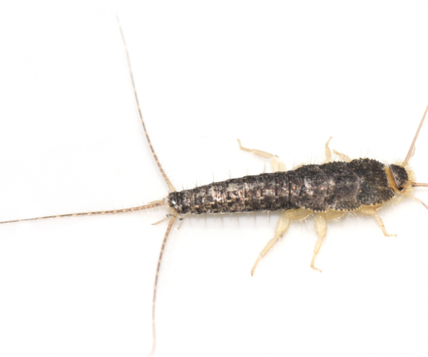 adult silverfish