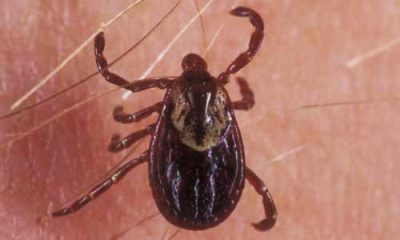 american dog tick