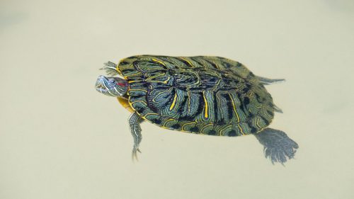 aquatic turtle