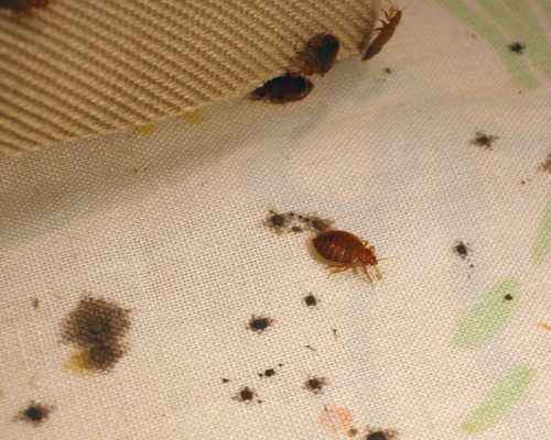 bed bug blood stains